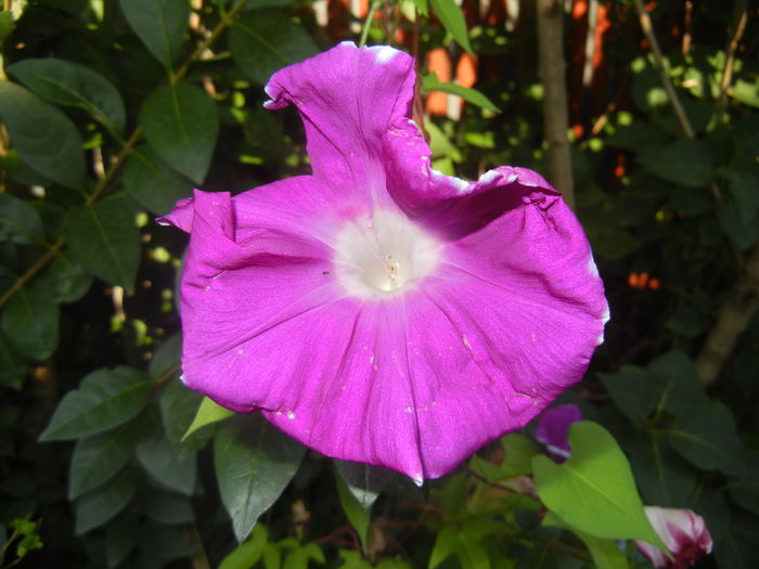 Picotee Morning Glory (2015, Aug.15) - Picotee Morning Glory