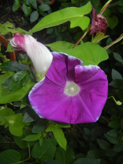 Picotee Morning Glory (2015, Aug.15)