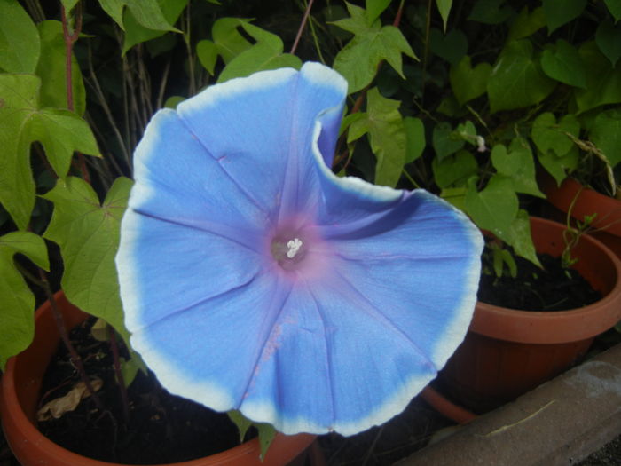 Picotee Morning Glory (2015, Aug.15) - Picotee Morning Glory