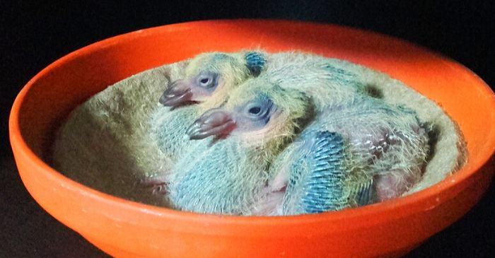 GUTI ----2016---- - PENTRU CRESCATORII CARE SE RESPECTA