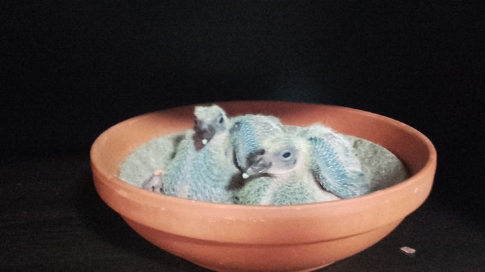 2016 - PENTRU CRESCATORII CARE SE RESPECTA