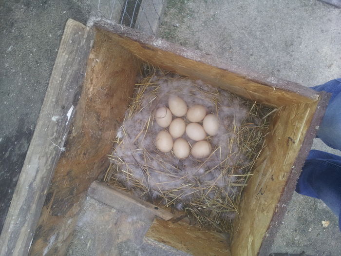 al doilea cuib pe anul asta!! 2016