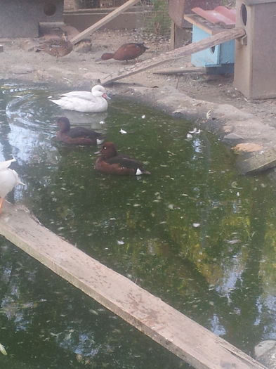 oare ce asteapta el atat de atent???