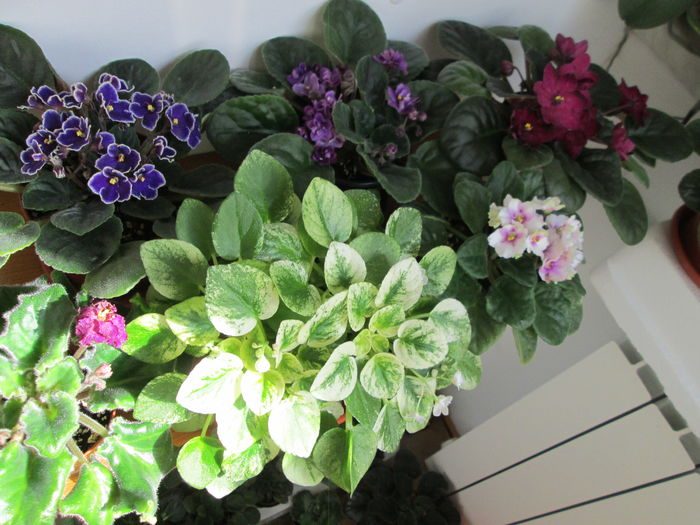 IMG_5135 - GRUP VIOLETE