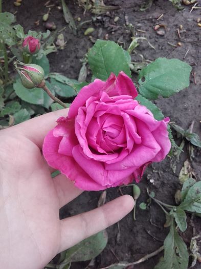 floarea rezistă cam 4 zile