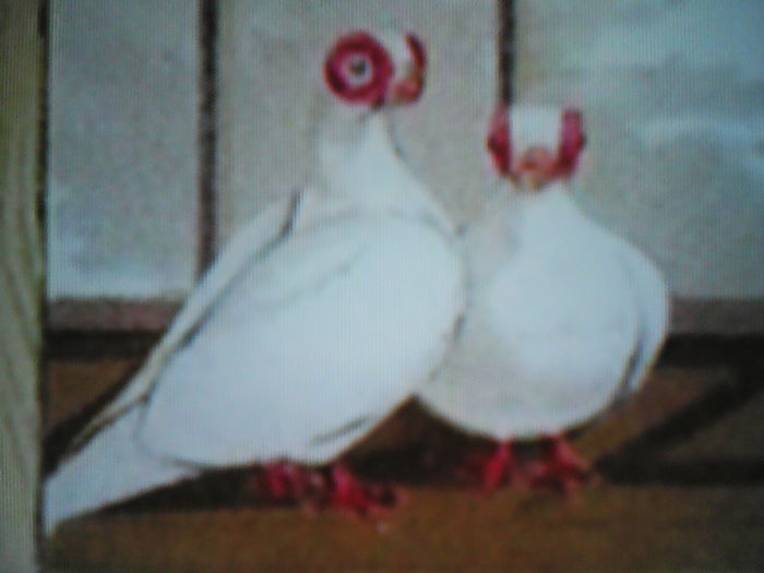 25STANDARD ALBI cu OCHII  ALBI - CONTACT