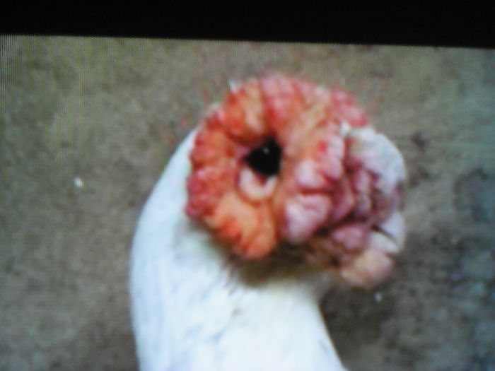 cap de BERBER profil  etalon 8 ani