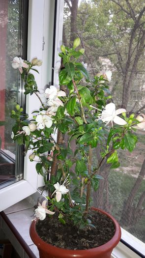 20150426_195525 - Fucsii