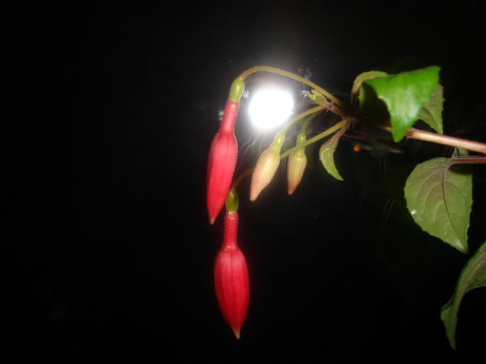 DSC02613 - Fucsii
