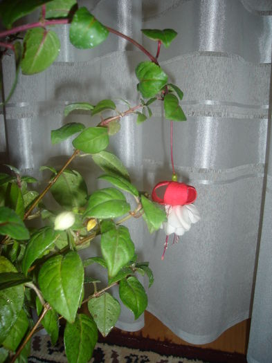 DSC02620 - Fucsii
