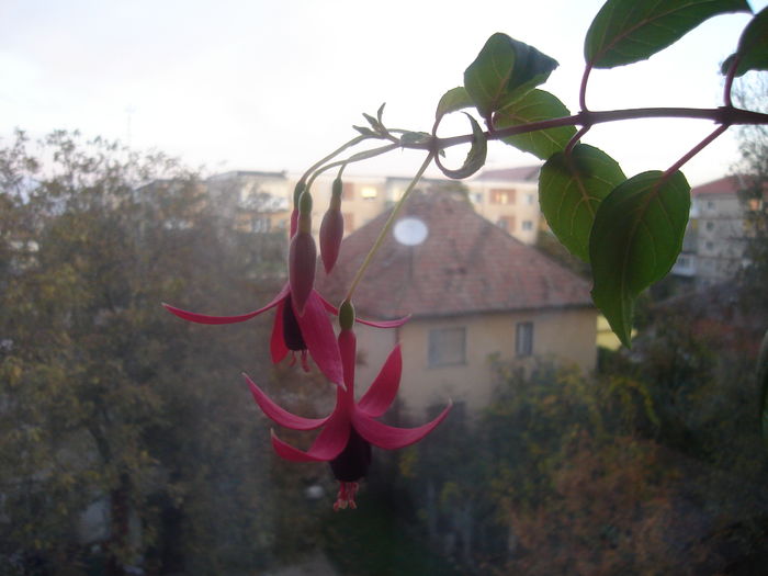 DSC02629 - Fucsii
