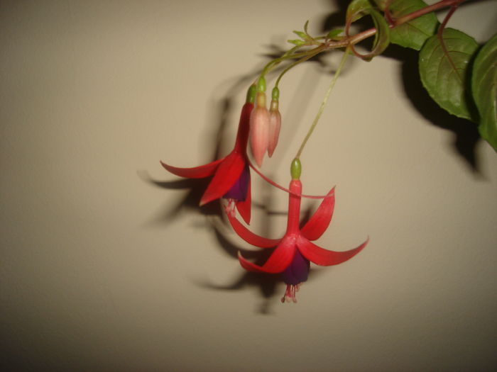 DSC02632 - Fucsii