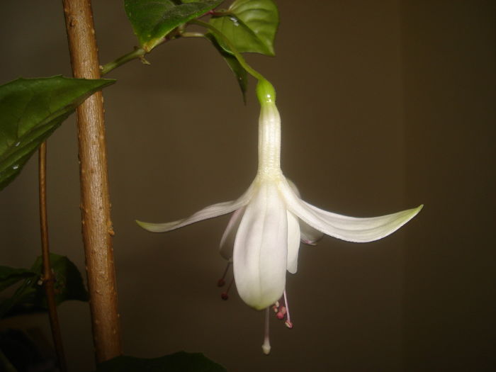 DSC03054 - Fucsii