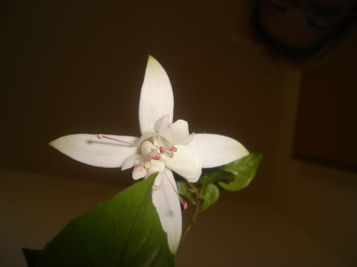 DSC03056 - Fucsii