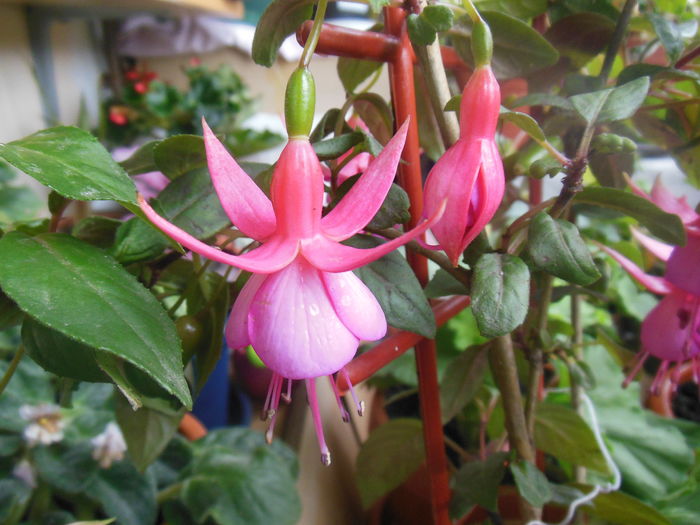 DSCN0339 - Fucsii