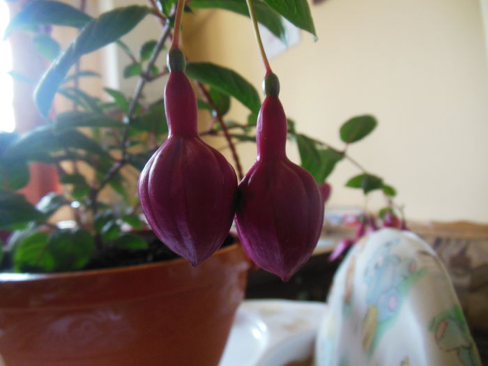DSCN7890 - Fucsii