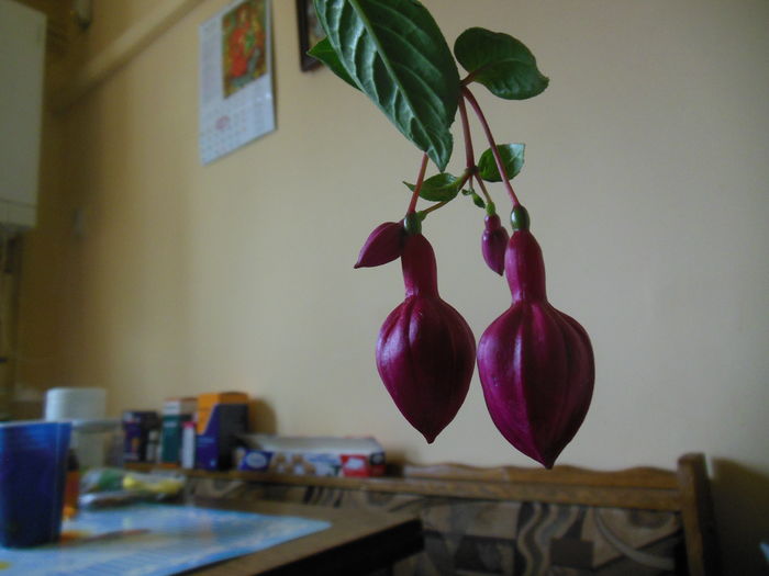 DSCN7894 - Fucsii