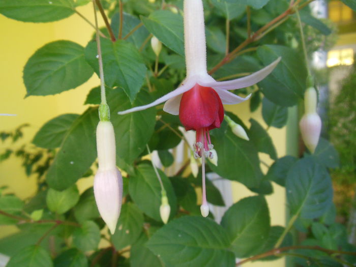 DSCN9905 - Fucsii
