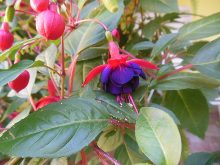 DSCN9915
