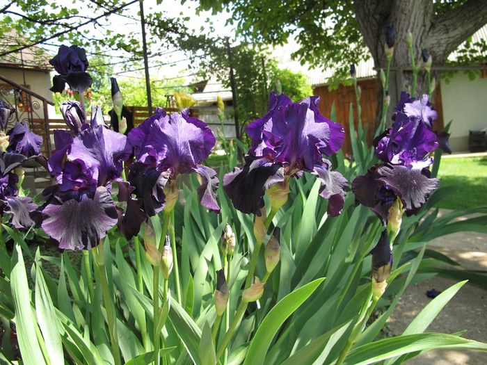 BLACK TAFFETA_7387 - Iris germanica 2016