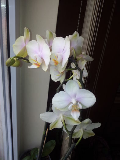20140508_125102 - Orhidee