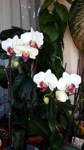 20150115_120205 - Orhidee
