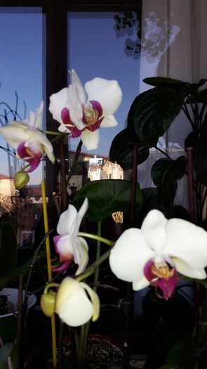 20150115_120341 - Orhidee