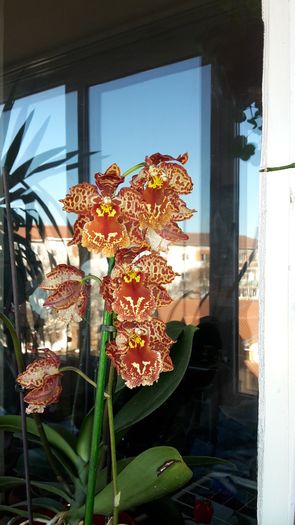 20150115_120346 - Orhidee