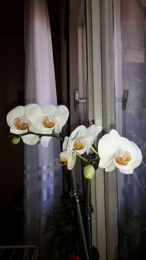 20150115_120457 - Orhidee