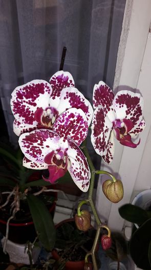 20150305_145629 - Orhidee