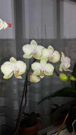20150305_145714 - Orhidee