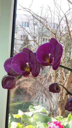 20150319_095351 - Orhidee