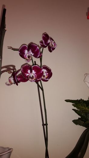 20150319_095458 - Orhidee