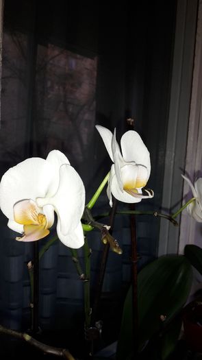 20150319_172946 - Orhidee