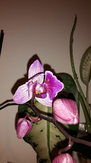 20150320_203003 - Orhidee