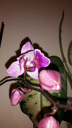 20150320_203008 - Orhidee