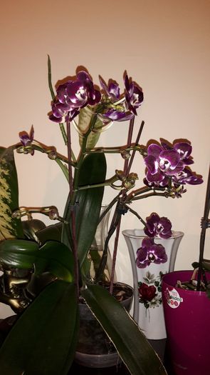 20150320_203021 - Orhidee