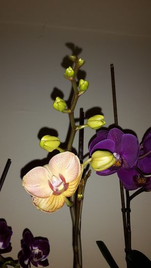 20150325_171502 - Orhidee