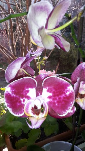 20150326_172030 - Orhidee