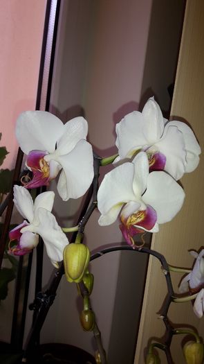 20150326_172142 - Orhidee