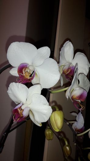 20150326_172147 - Orhidee