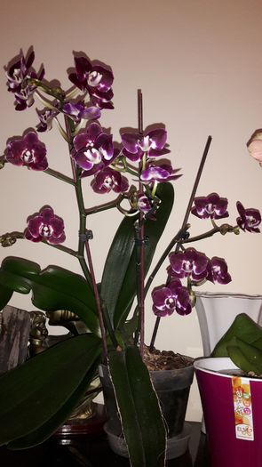 20150326_172208 - Orhidee