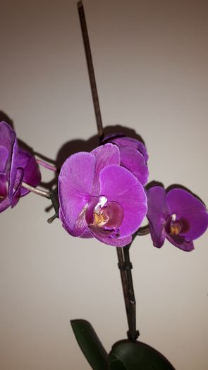 20150326_172242 - Orhidee