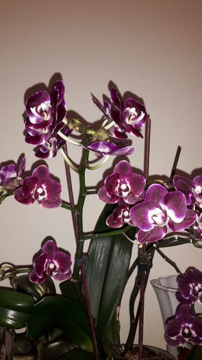 20150326_172301 - Orhidee
