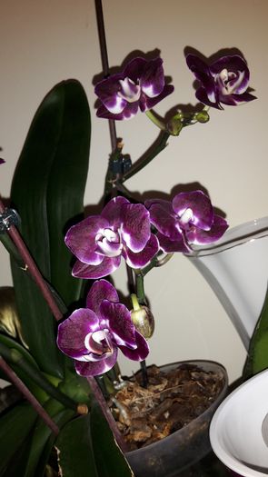 20150326_172310 - Orhidee