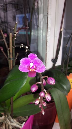 20150327_111433 - Orhidee