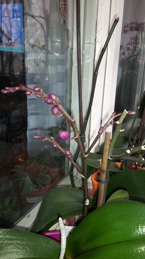 20150327_111441 - Orhidee