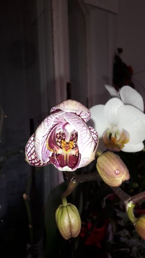 20150327_111450 - Orhidee