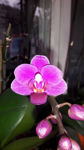 20150327_111504 - Orhidee