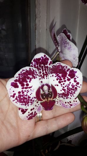 20150327_111532 - Orhidee